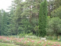 dendropark-9