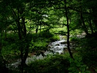 park-3